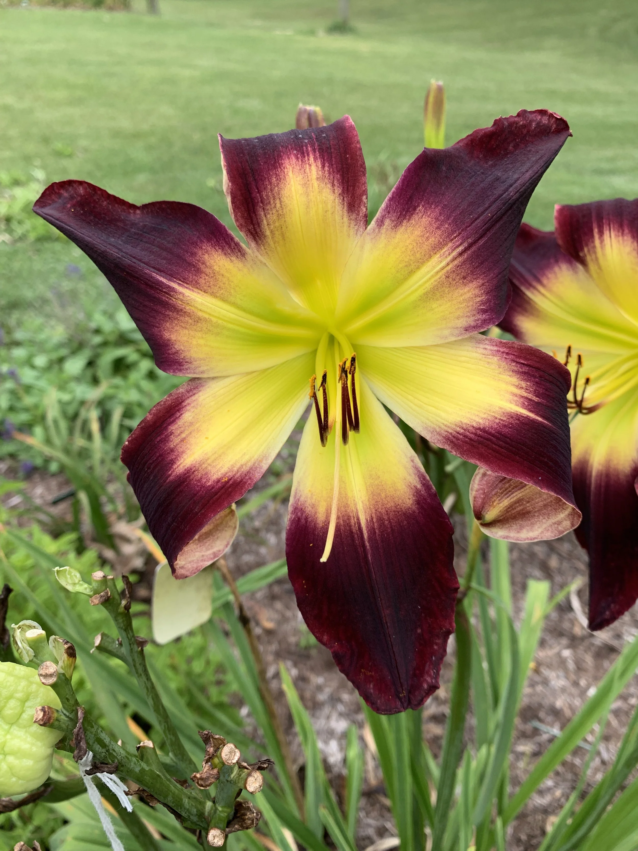 CRAZY CAT LADY — Blue Barn Daylilies